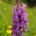 Prstnatec májový (Dactylorhiza majalis)