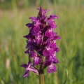 Prstnatec májový (Dactylorhiza majalis)