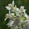 Prstnatec májový (Dactylorhiza majalis)