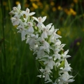 Prstnatec májový (Dactylorhiza majalis)