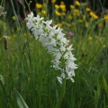 Prstnatec májový (Dactylorhiza majalis)