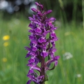 Prstnatec májový (Dactylorhiza majalis)