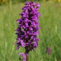 Prstnatec májový (Dactylorhiza majalis)