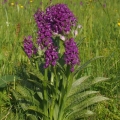 Prstnatec májový (Dactylorhiza majalis)