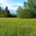 Prstnatec májový (Dactylorhiza majalis)