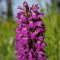 Prstnatec májový (Dactylorhiza majalis)