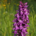 Prstnatec májový (Dactylorhiza majalis)