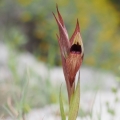 Serapie nachová (Serapias vomeracea)