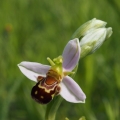 Tořič včelonosný (Ophrys apifera)