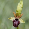 Tořič velikonoční gargánský (Ophrys...