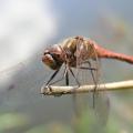 Vážka Rudá (Sympetrum sanguineum)