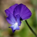 Violka (Viola heterophylla ssp. graeca)