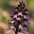 Vstavač nachový (Orchis purpurea)