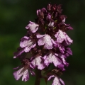 Vstavač nachový (Orchis purpurea)