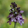 Vstavač nachový (Orchis purpurea)