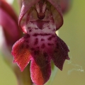 Vstavač štěničný (Orchis coriophora)