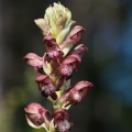 Vstavač štěničný (Orchis coriophora)