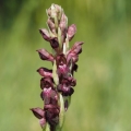 Vstavač štěničný (Orchis coriophora)