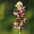 Vstavač štěničný (Orchis coriophora)