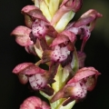 Vstavač štěničný (Orchis coriophora)