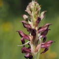 Vstavač štěničný (Orchis coriophora)