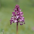 Vstavač zvrhlý (Orchis purpurea x...